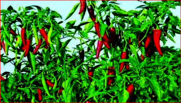 মরিচ চাষ পদ্ধতি
